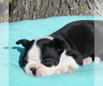 Small Photo #9 Boston Terrier Puppy For Sale in HUGHESVILLE, MD, USA