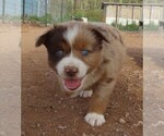 Small Photo #18 Miniature Australian Shepherd Puppy For Sale in WITTMANN, AZ, USA