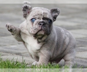 French Bulldog Puppy for sale in NEW YORK, NY, USA