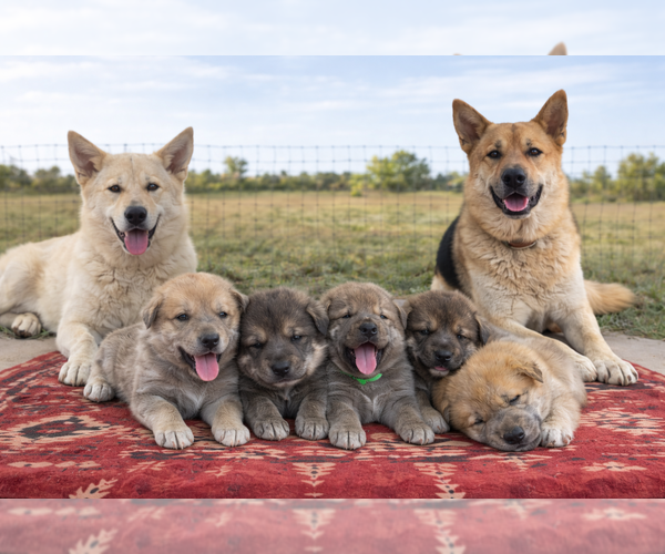 Medium Photo #1 German Shepherd Dog-Wolf Hybrid Mix Puppy For Sale in HAMILTON, TX, USA