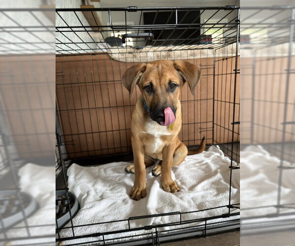 Medium Photo #8 Mutt Puppy For Sale in Sandy, UT, USA