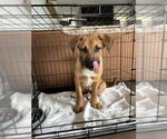 Small #7 Mutt