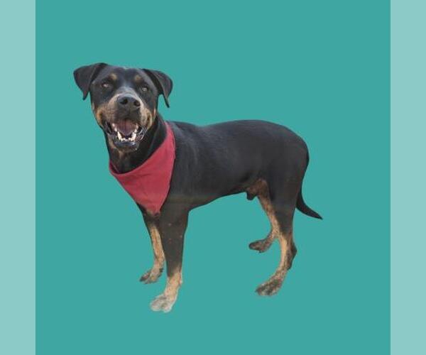 Medium Photo #1 Rottweiler-Unknown Mix Puppy For Sale in Bakersfield, CA, USA