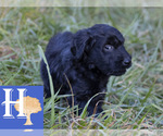 Puppy 1 Australian Shepherd-Poogle Mix