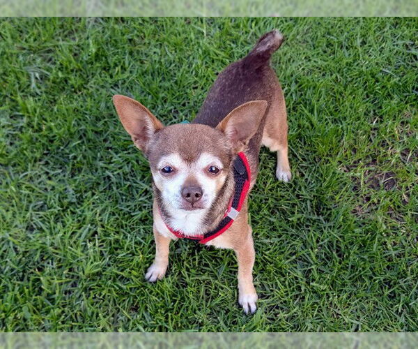 Medium Photo #1 Chihuahua Puppy For Sale in San Clemente, CA, USA