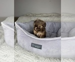 Small #7 Shih Tzu