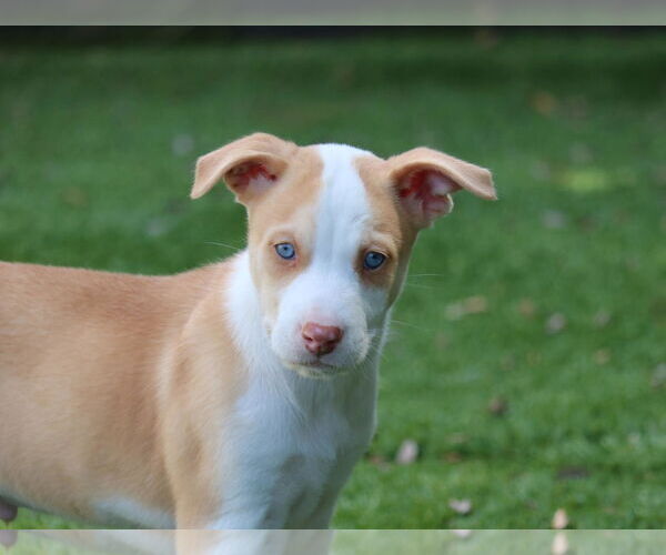 Medium Photo #1 Huskies -Unknown Mix Puppy For Sale in San Diego, CA, USA