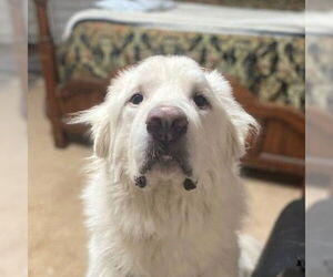 Great Pyrenees Dogs for adoption in Winter Park, CO, USA