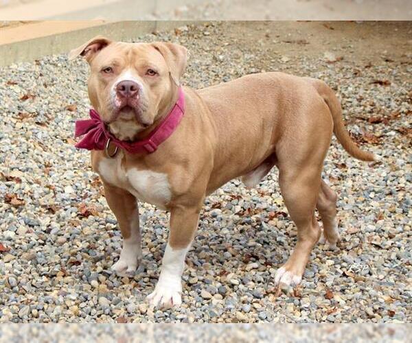 Medium Photo #1 American Pit Bull Terrier Puppy For Sale in Fort Wayne, IN, USA