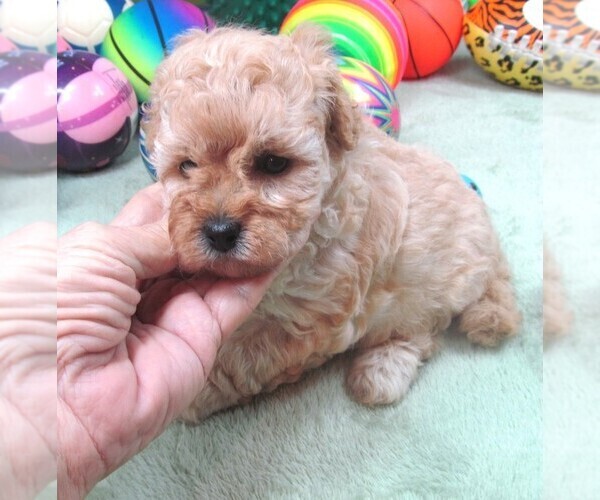 Medium Photo #7 Cavapoo Puppy For Sale in RATTAN, OK, USA