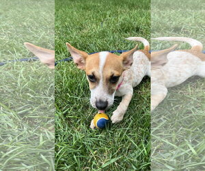 Chihuahua-Unknown Mix Dogs for adoption in New London, WI, USA