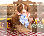 Small Photo #4 Bernedoodle Puppy For Sale in PEYTON, CO, USA