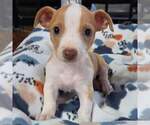 Small #1 Beagle-Chihuahua Mix