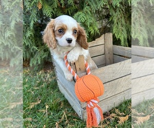 Cavalier King Charles Spaniel Puppy for sale in MIDDLEBURY, IN, USA