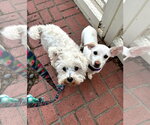 Small Photo #13 Mutt Puppy For Sale in Escondido, CA, USA