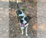 Small #1 American Bulldog Mix