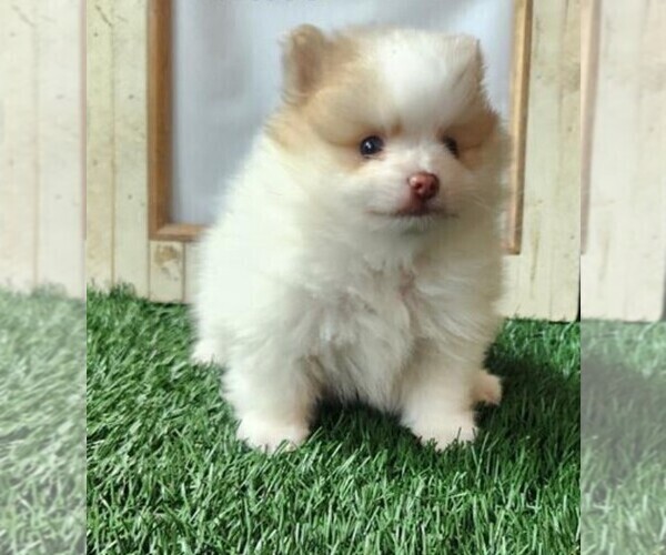 Medium Photo #4 Pomeranian Puppy For Sale in NEW YORK, NY, USA