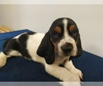 Small Photo #12 Basset Hound Puppy For Sale in SODDY DAISY, TN, USA