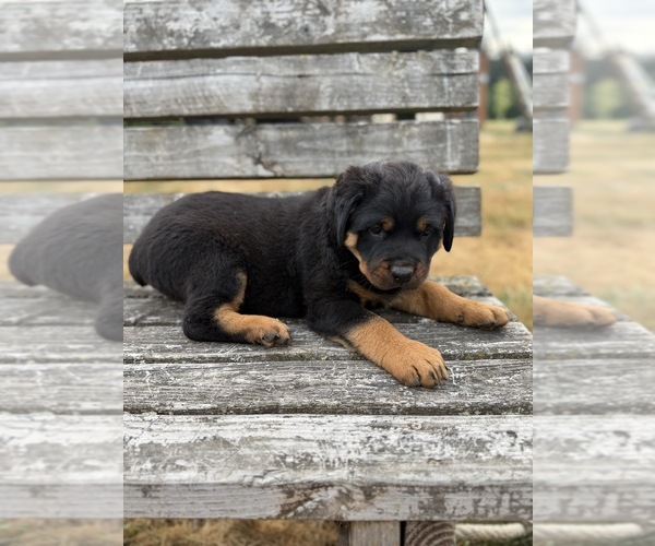 Medium Photo #1 Rottweiler Puppy For Sale in GRESHAM, OR, USA