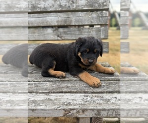 Rottweiler Puppy for Sale in GRESHAM, Oregon USA