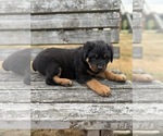 Small Rottweiler