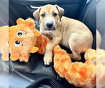 Small Labrador Retriever Mix