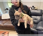Small #6 French Bulldog