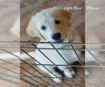 Puppy AKC LB Golden Retriever