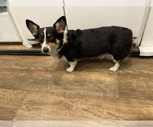 Mother of the Pembroke Welsh Corgi puppies born on 05/18/2025
