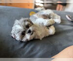 Small #2 Shih Tzu