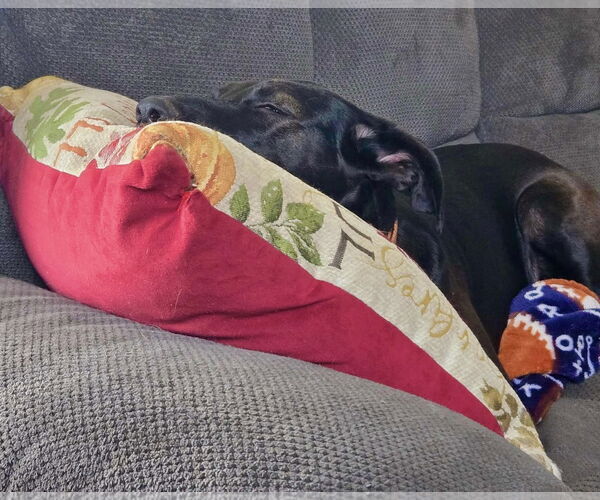 Medium Photo #6 Labrador Retriever-Unknown Mix Puppy For Sale in Mount Laurel, NJ, USA