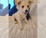Small #5 Colonial Cocker Spaniel-Pomeranian Mix