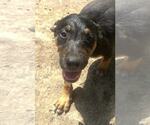 Small #1 Australian Shepherd Mix