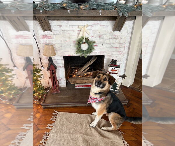 Medium Photo #5 Gerberian Shepsky Puppy For Sale in Gloversville, NY, USA