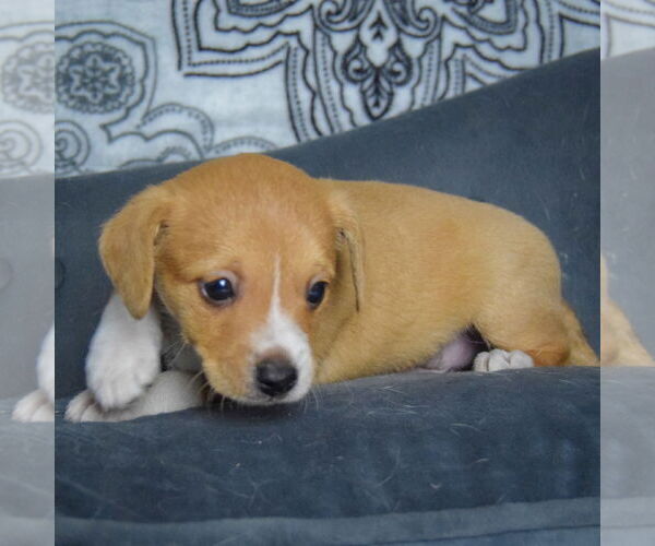 Medium Photo #4 Chiweenie Puppy For Sale in Huntley, IL, USA