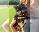 Small Photo #3 Yoranian Puppy For Sale in LEWISBURG, KY, USA