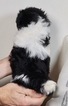 Small Photo #3 Shih Tzu Puppy For Sale in WARSAW, IN, USA