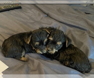 Yorkshire Terrier Dog for Adoption in OAKLAND, California USA
