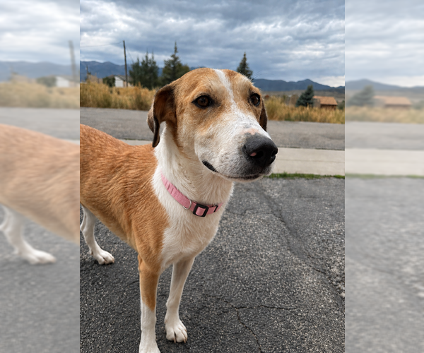 Medium Photo #2 Collie-Unknown Mix Puppy For Sale in MIDWAY, UT, USA