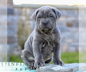 Cane Corso Puppy for sale in LANCASTER, PA, USA