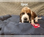 Puppy Spot Basset Hound