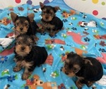 Small Photo #2 Yorkshire Terrier Puppy For Sale in MADEIRA BEACH, FL, USA