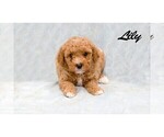 Puppy Lily Poodle (Miniature)