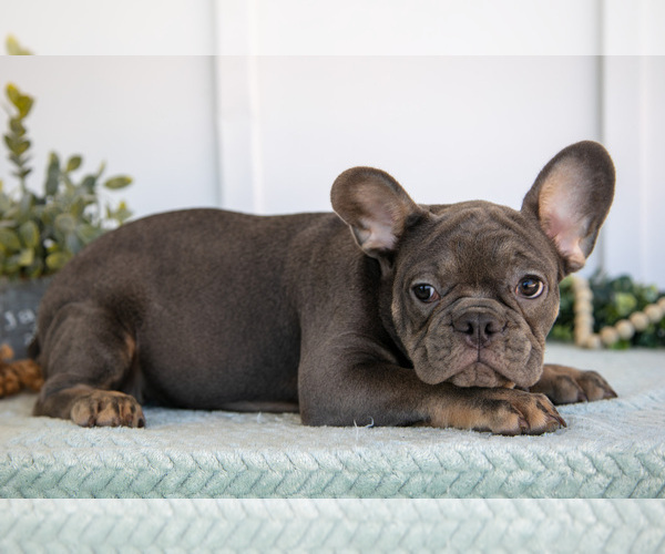 Medium Photo #3 French Bulldog Puppy For Sale in MILLERSBURG, OH, USA