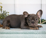 Small #2 French Bulldog