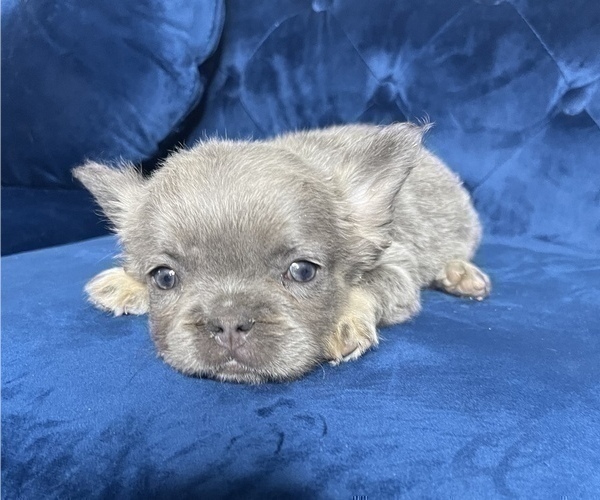 Medium Photo #13 French Bulldog Puppy For Sale in DENVER, CO, USA