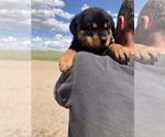 Small #16 Rottweiler