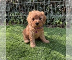 Puppy Purple Female Goldendoodle (Miniature)
