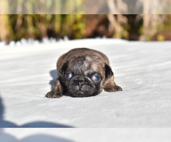 Medium Photo #1 Pug Puppy For Sale in PALM COAST, FL, USA