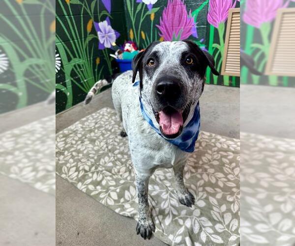 Medium Photo #3 Great Dane-Unknown Mix Puppy For Sale in Frisco, CO, USA